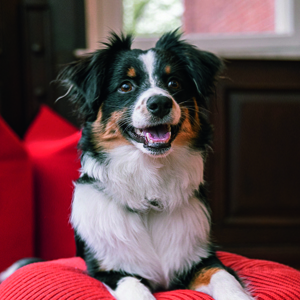 Porträt von unserem Bürohund Piper