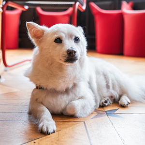 Porträt von unserem Bürohund Momo