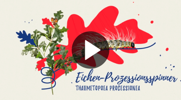 E-Learning <br>Eichenprozessionsspinner